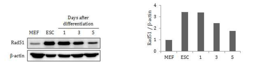배아줄기세포 분화과정에서의 Rad51 발현 변화