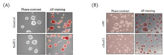 Rad51 발현변화 후 배아줄기세포의 alkaline phosphatase 염색