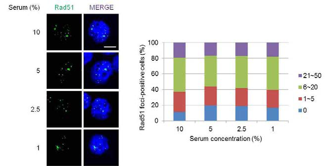세포성장 속도 감소에 따른 Rad51의 핵 내 foci 형성패턴분석