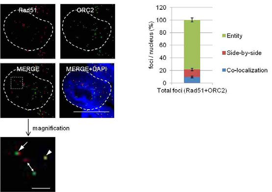 Rad51과 DNA 복제개시인자의 위치분석