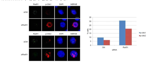 Rad51 발현억제에 따른 DNA Damage Checkpoint Activation