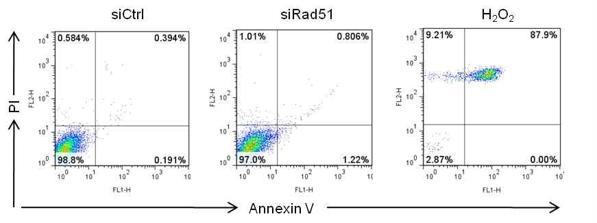 Rad51과 세포사멸