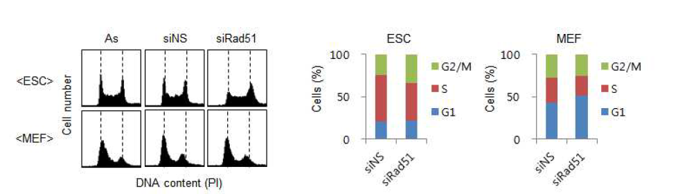 siRNA에 의한 Rad51의 발현저해가 배아줄기세포의 세포주기에 미치는 영향 분석