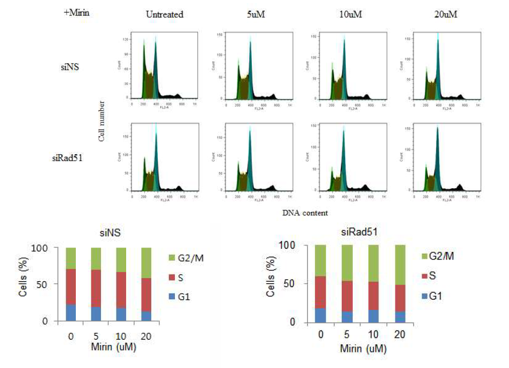 Mre11 활성저해제인 Mirin 처리가 Rad51 발현억제효과에 미치는 영향 분석