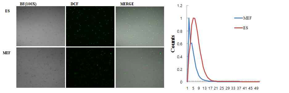 배아줄기세포와 MEF의 활성산소 농도 비교