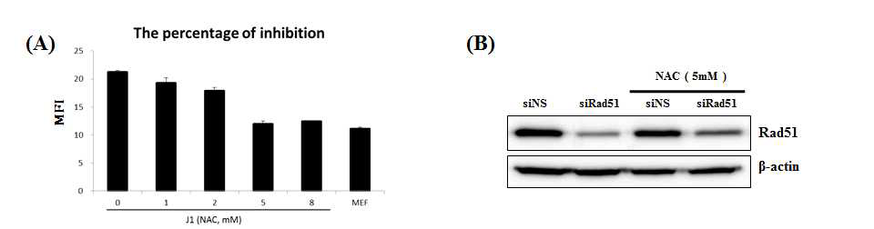 NAC처리에 의한 세포내 활성산소량 저하가 Rad51발현에 미치는 영향