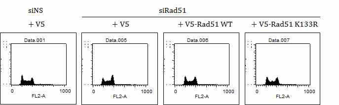 WT과 mutant form Rad51 plasmid 도입에 의한 배아