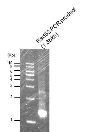 Rad52 PCR product