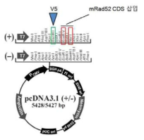 pcDNA3.1 vector map