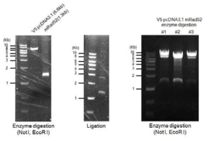 mRad52 cloning into V5-pcDNA3.1