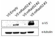 western blot for check gene expression