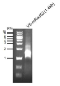 Rad52 PCR product