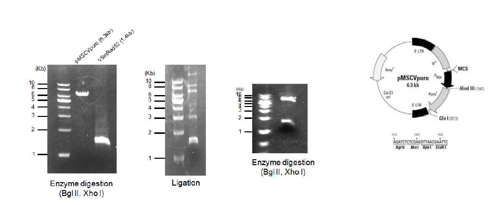 Rad52 cloning into pMSCVpuro