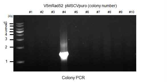 V5mRad52 pMSCVpuro Colony PCR