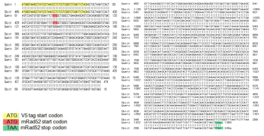 V5mRad52-pMSCVpuro sequencing result