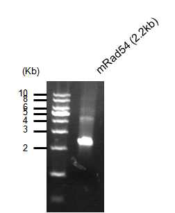 Rad54 PCR product