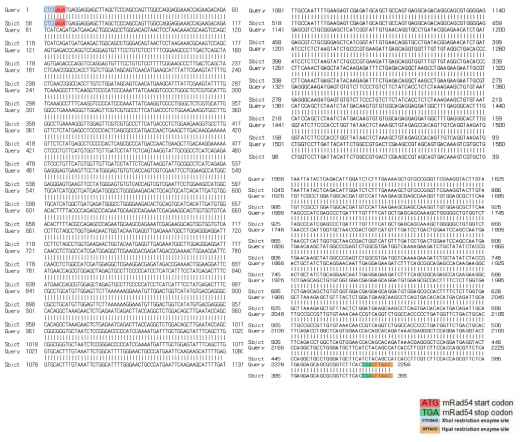 V5mRad52-pMSCVpuro sequencing result