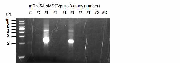 mRad54 pMSCVpuro Colony PCR