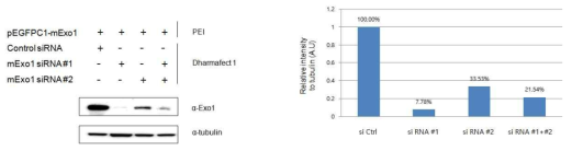 mExo1 OverExpression and siRNA (HEK293T)