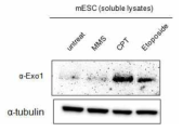 Exo1 was related to DNA replication in mECS