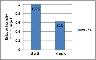 HEK293T에서 siRNA 에 의한 Exo1 감소 비율