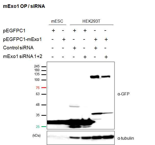 mExo1 Over Expression and siRNA