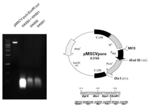 primer synthesis for adding enzyme site