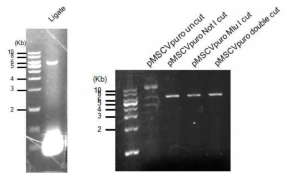 pMSCVpuro Restriction enzyme site digestion check