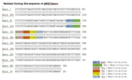 Added Restriction enzyme site into pMSCVpuro