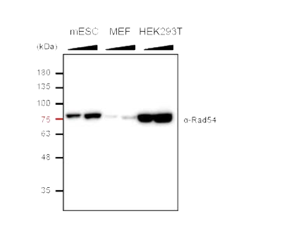 mESC, MEF 및 HEK293T 에서 의 endogenous Rad54 단백질 발현양 비 교 분석.