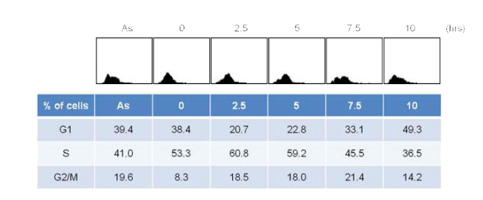 mESC 세포주기 단일화 유도 후 세포주 기 진행 및 각 세포주기 분포의 정량적 분석 결과.