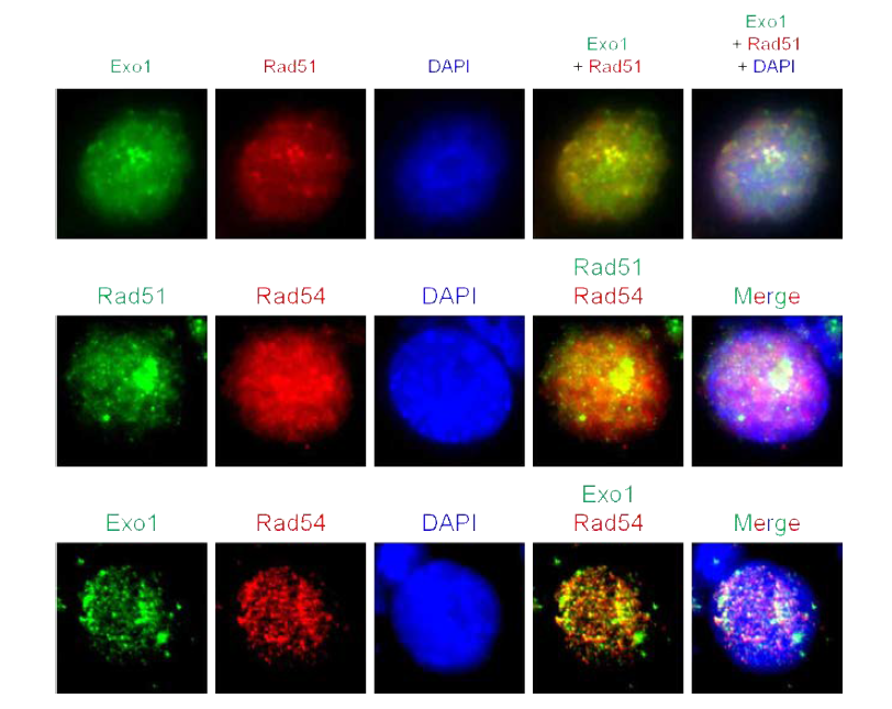 Immunofluorescence기법을 이용한 줄기세포 핵 내에서의 상동염색체 재조합 인자들의 발현 패턴 분석 및 co-localizated foci 확인.