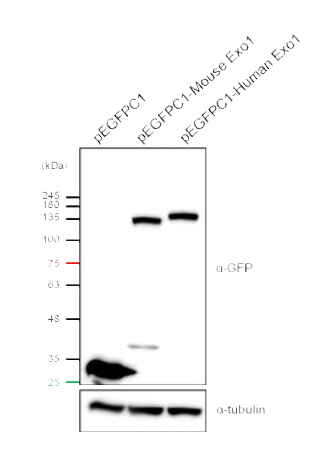 GFP-human Exo1 및 GFP-mouse Exo1 의 발현시스템 구축 및 발현 확인.