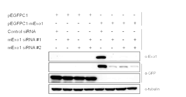 Exo1 과발현 및 siRNA 에 의한 단백질 발현 분석.