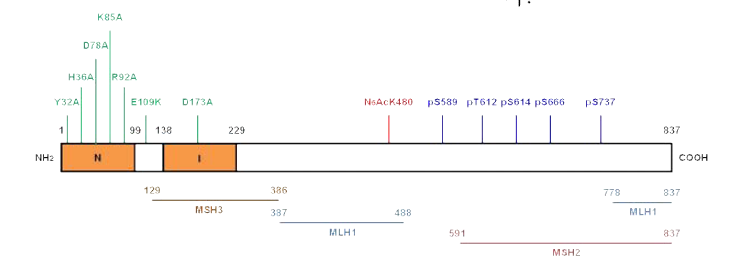 Mouse Exo1 기능 도메인 및 post-translational modification 에 의한 돌연변이 위치 모식도.