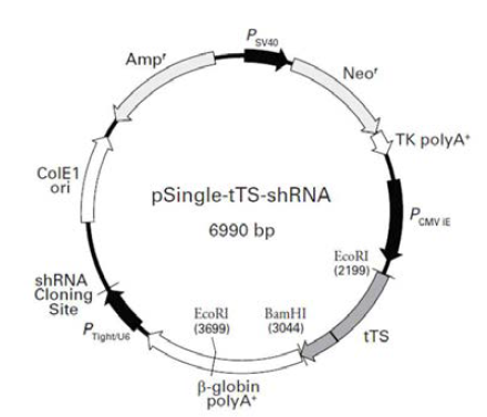 shRNA 발현을 통한 특정유전자 감소를 유도할 수 있 는 single vector 모식도.