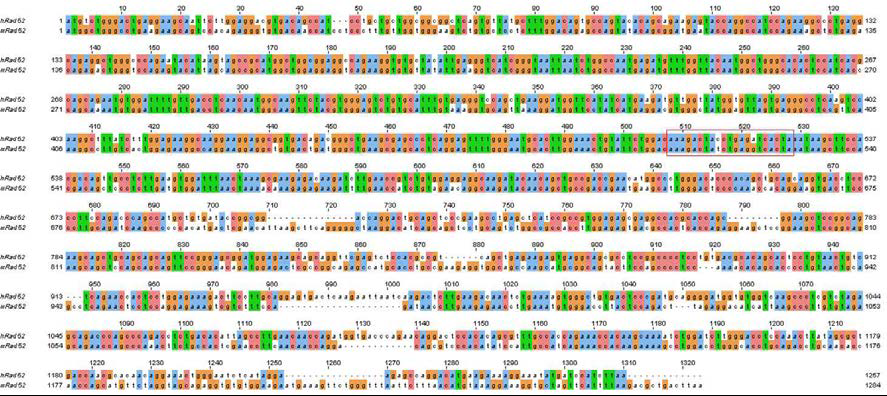 인간 Rad52 유전자 서열과 mouse Rad52 유전자 서열을 비교분석하여 mouse Rad52 유전자 발현 감소를 유도할 수 있는 shRNA 서열 확보