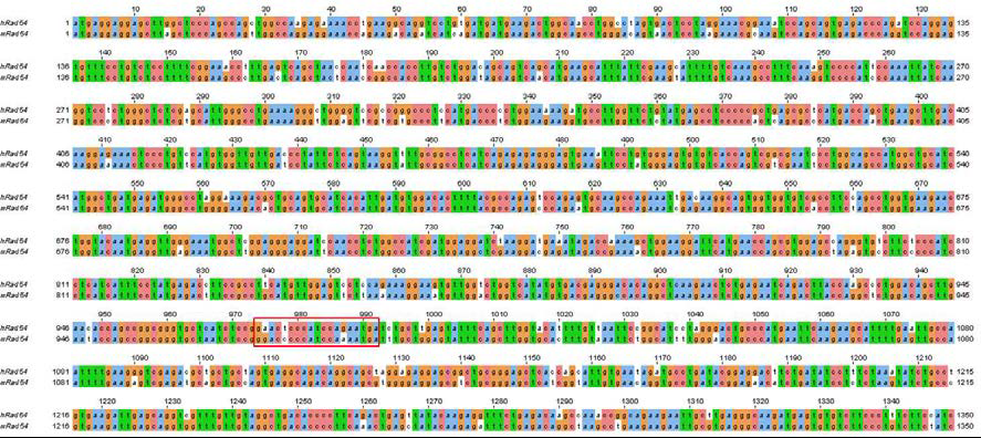 인간 Rad54 유전자 서열과 mouse Rad54 유전자 서열을 비교분석하여 mouse Rad54 유전자 발현 감소를 유도할 수 있는 shRNA 서열 확보