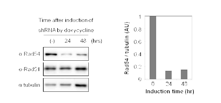 Doxycycline 처리를 통한 mouse Rad54 단백질 발현 패턴 분석 결과.