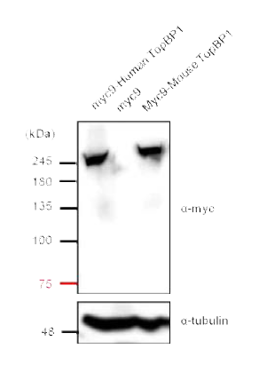 HEK293T 세포에서 Myc9-TopBP1 의 단백질 발현을 확인.