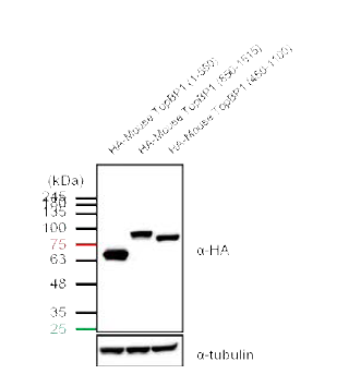 HEK293T 세포에서 HA-TopBP1 의 각 BRCT domain 에 대한 단백질 발현을 확인.