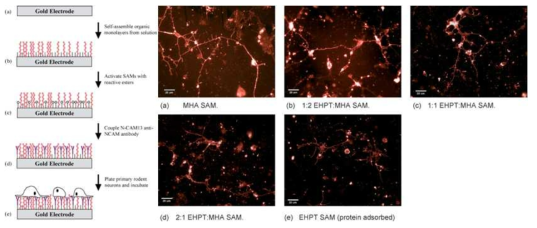 생체적합성 및 신호전달 향상을 위한 전도성고분자 poly(alkylthiophene) 와 신경세포 접착분자 anti N-CAM13의 코팅 및 그에 따른 신경세포의 Cy-3 발현