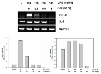 In vitro immune response by RT-PCR