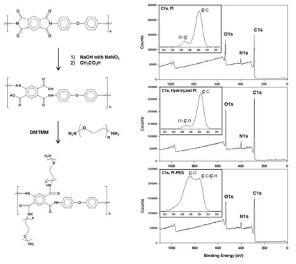 XPS survey of bare, hydrolyzed, and PEG conjugated polyimide substrates