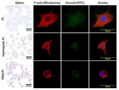 Initial cell adhesion morphology on the surface of bare, hydrolyzed, and PEG conjugated PI substrates at 24 h