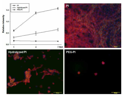 Cell proliferation rate and morphology at 7 days