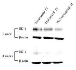 In vivo biocompatibility by western blotting of ED-1, anti-macrophage marker