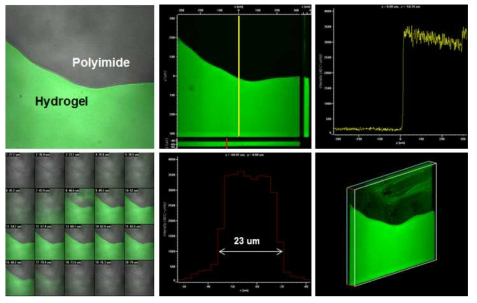 confocal images of PEG hydrogel coated polyimide surface