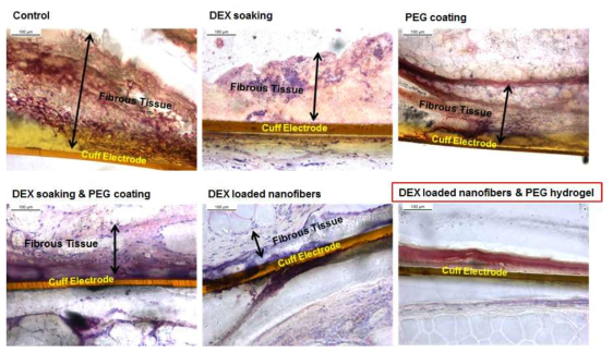 Local effects of drug coated film implantation on the subcutaneous region of beagle at 1 week