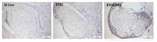 Cuff electrode에 있어서는 N.CON뿐만 아니라 PEG를 탑재한 electrode에 있어 서도 TUNNEL 염색을 통해서 apoptosis 발생을 관찰함.